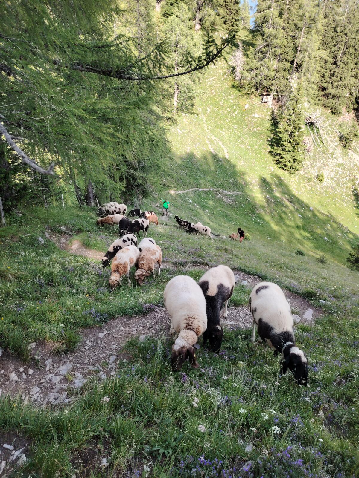 Gescheckte Bergschafe zu verkaufen 3