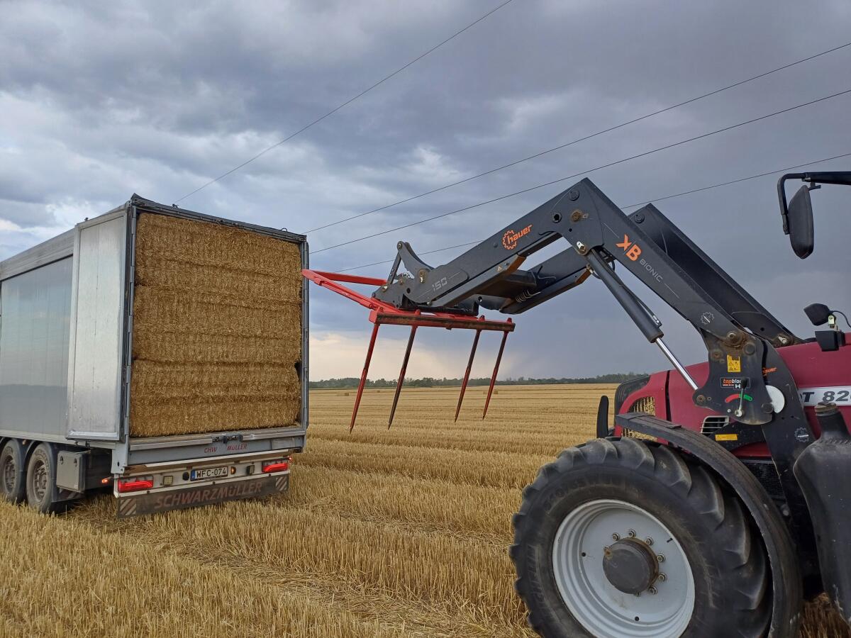 Stroh gehäckselt geschnitten 2