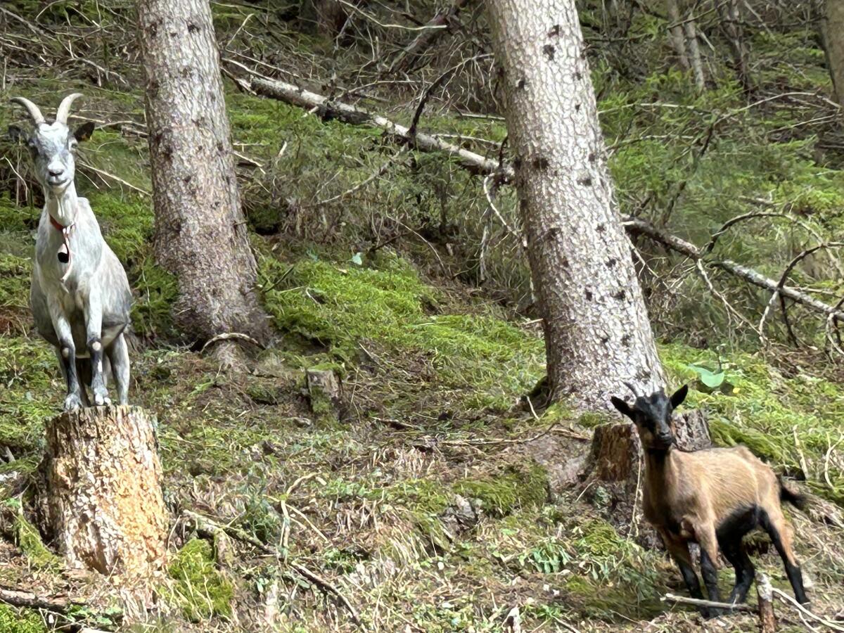 Ziegen 3