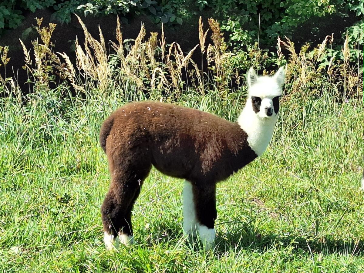 Alpaka-Junghengste 1