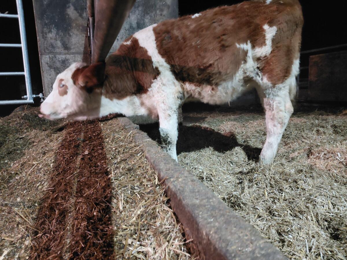 FV / FV / HF Kalbin, Mai 2025 2