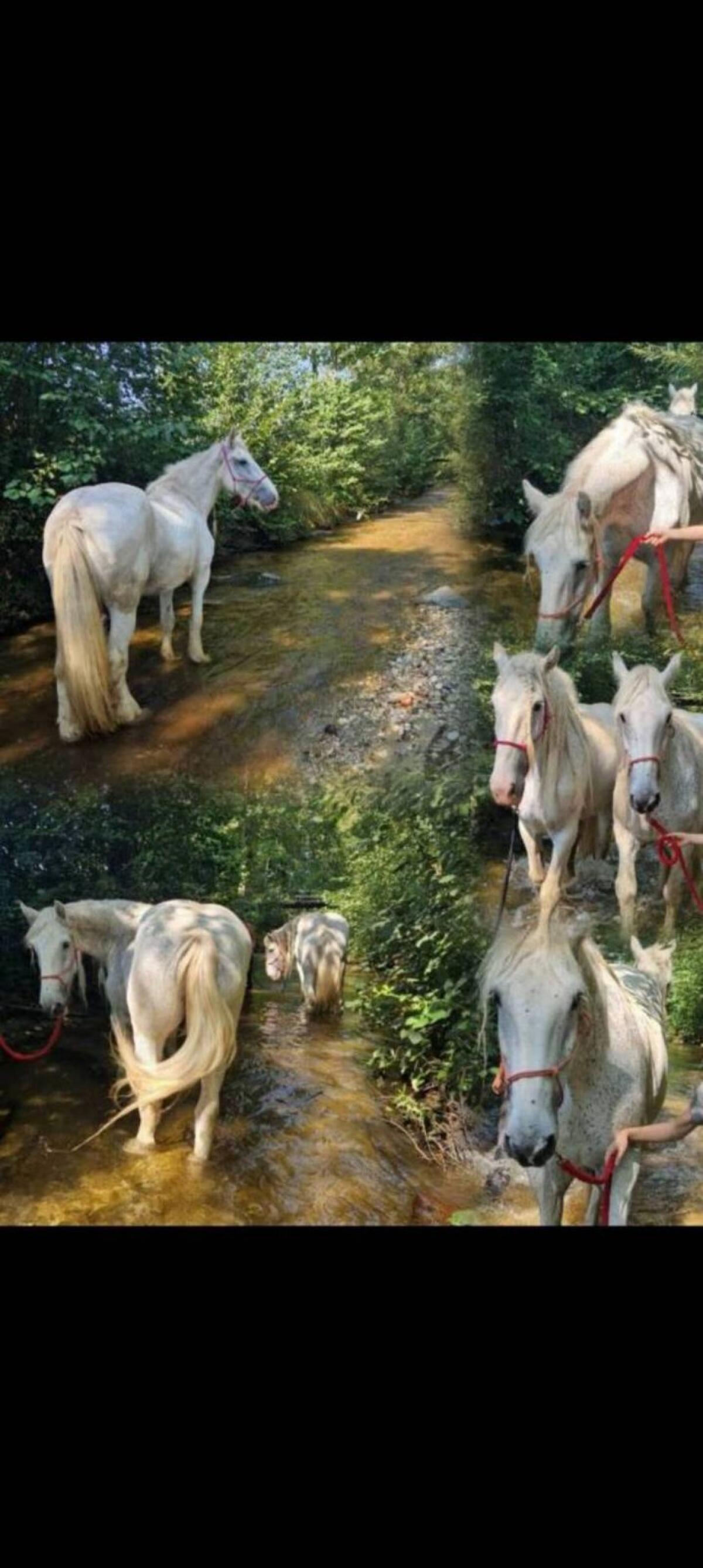 Shire Horse, größte Pferderasse der Welt, Kaltblut 3