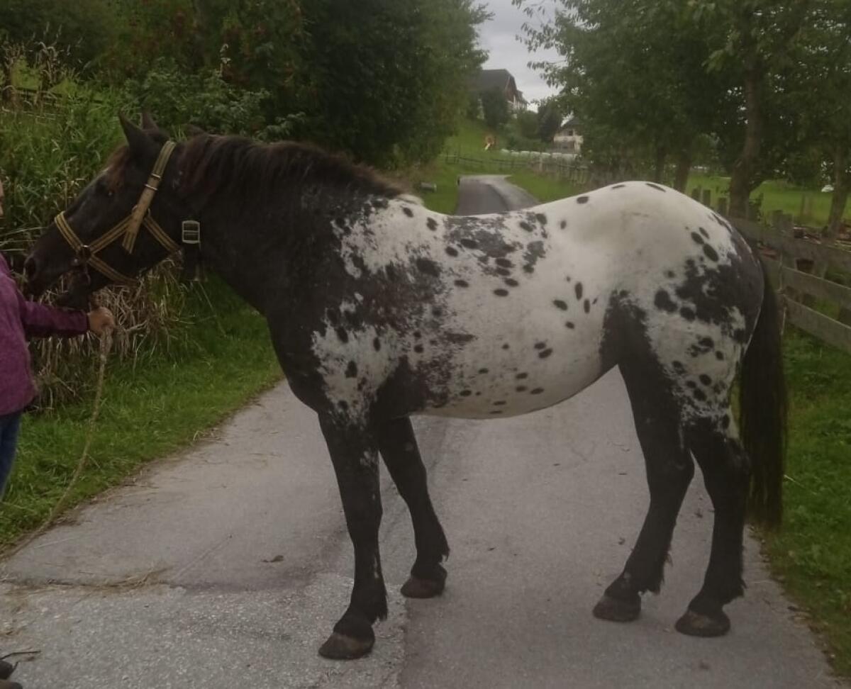 Verkaufe Tinker-Pferde 3