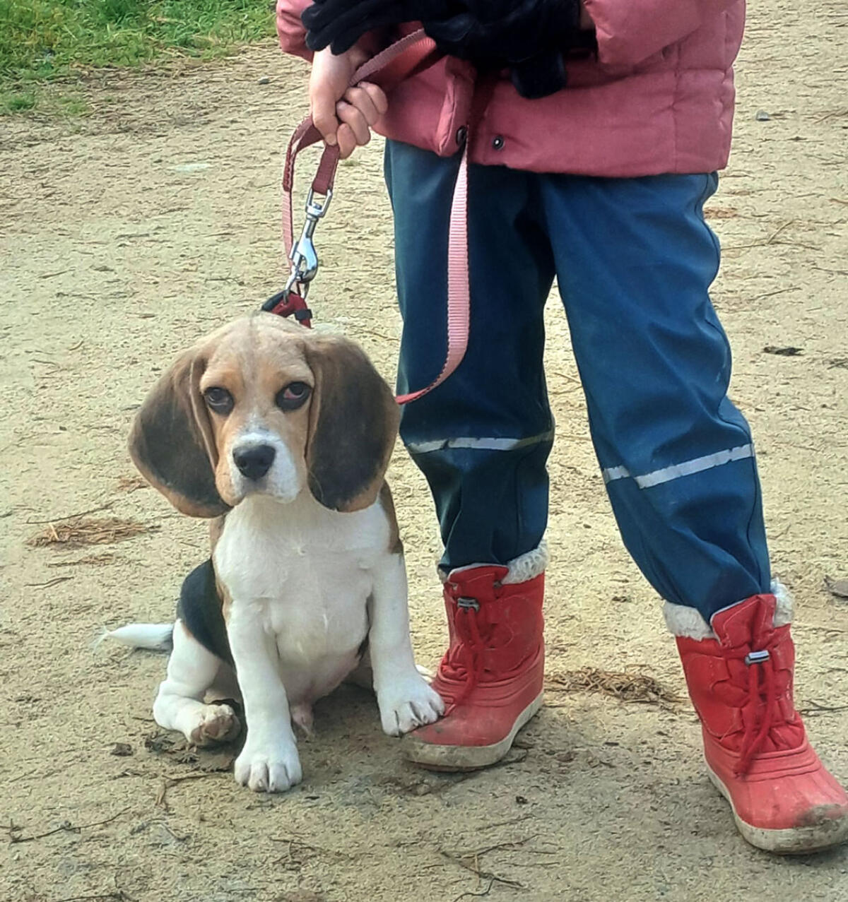 Beagle-Welpe (Rüde) von registriertem Züchter 1