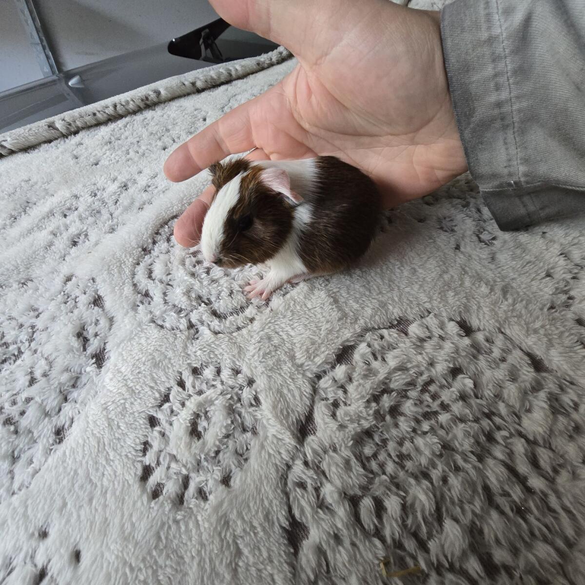 Meerschweinchen Babys, ab Dezember 2 mal weiblich 2