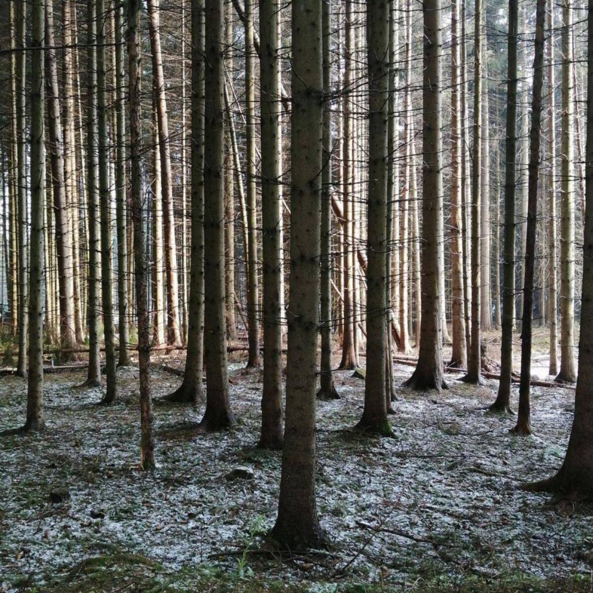 Suche Wald im Raum Gmünd, Waidhofen und Zwettl 1