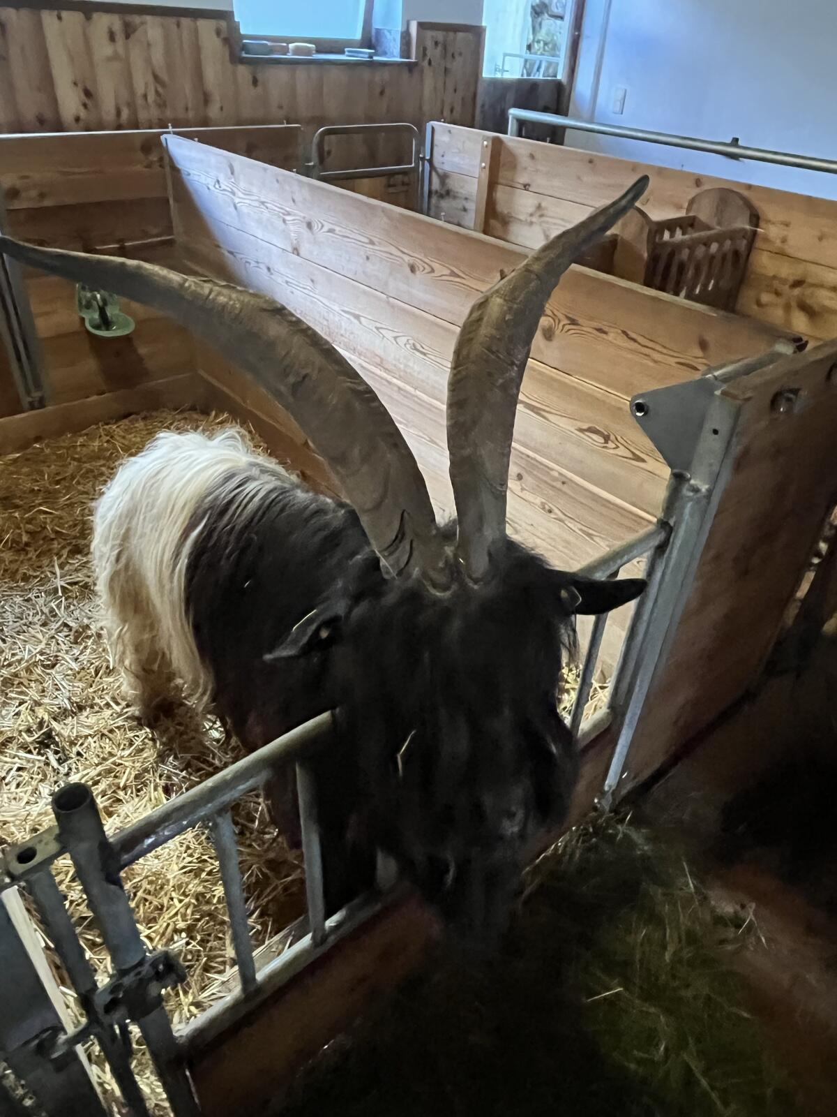 Walliser Ziegenbock 2