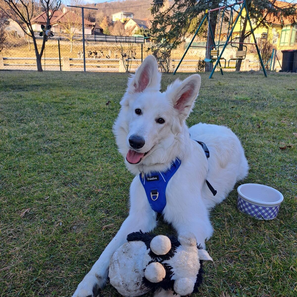 Weißer Schweizer Schäferhund 2