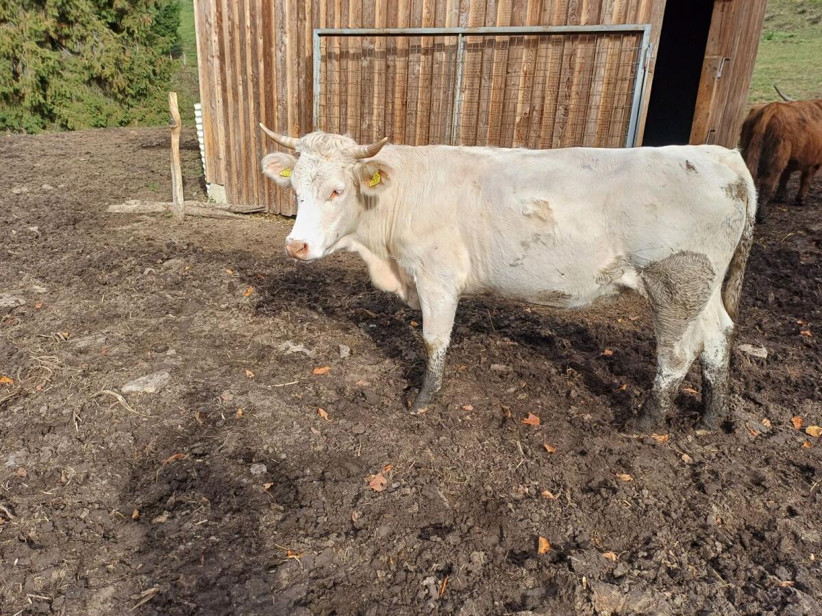 Kärntner Blondvieh 2