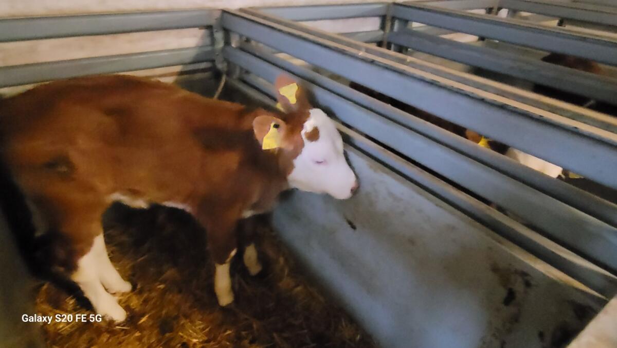 Verkaufe Bio Zuchtkälber 2