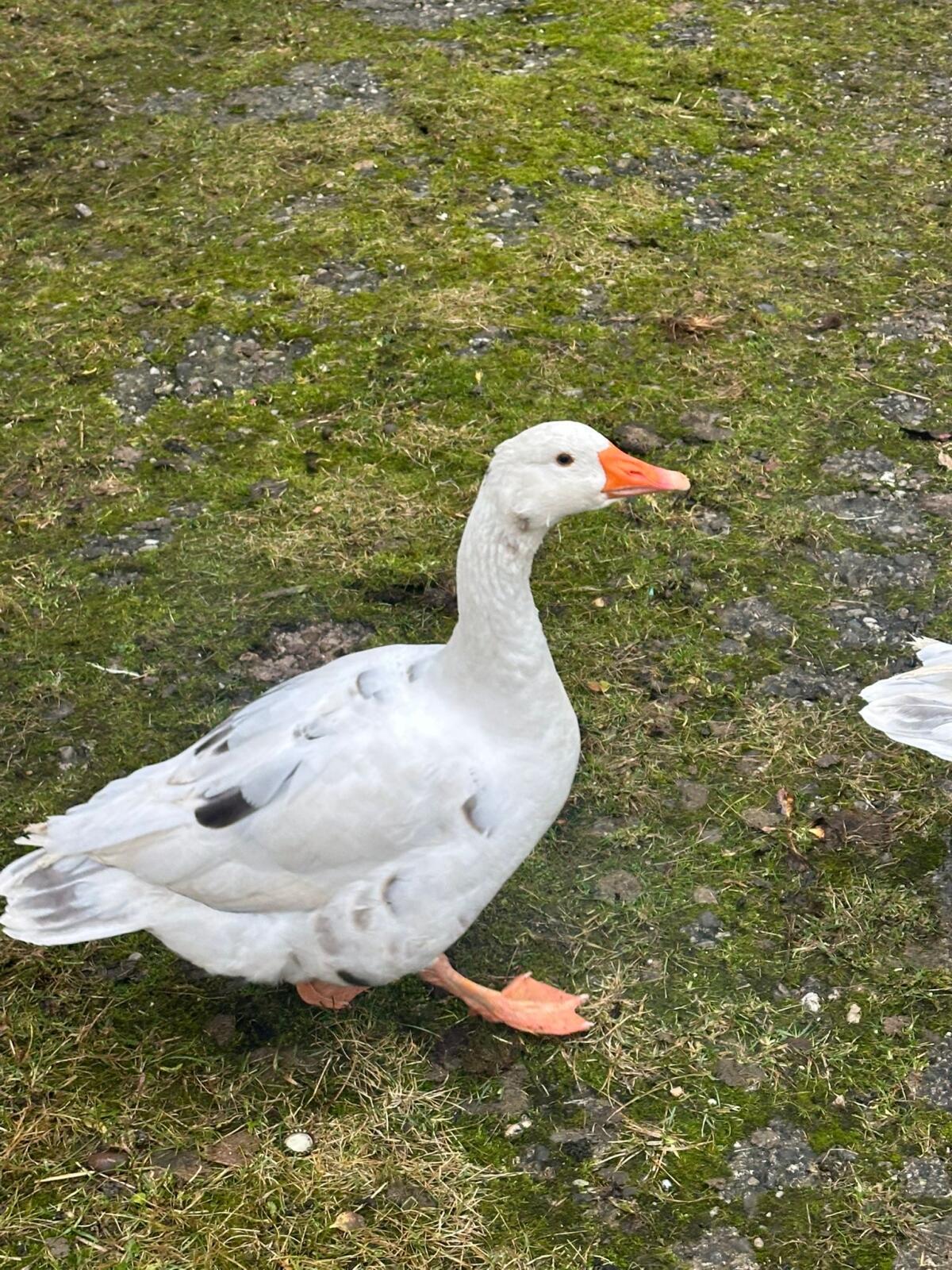 Gänse zu verkaufen 2