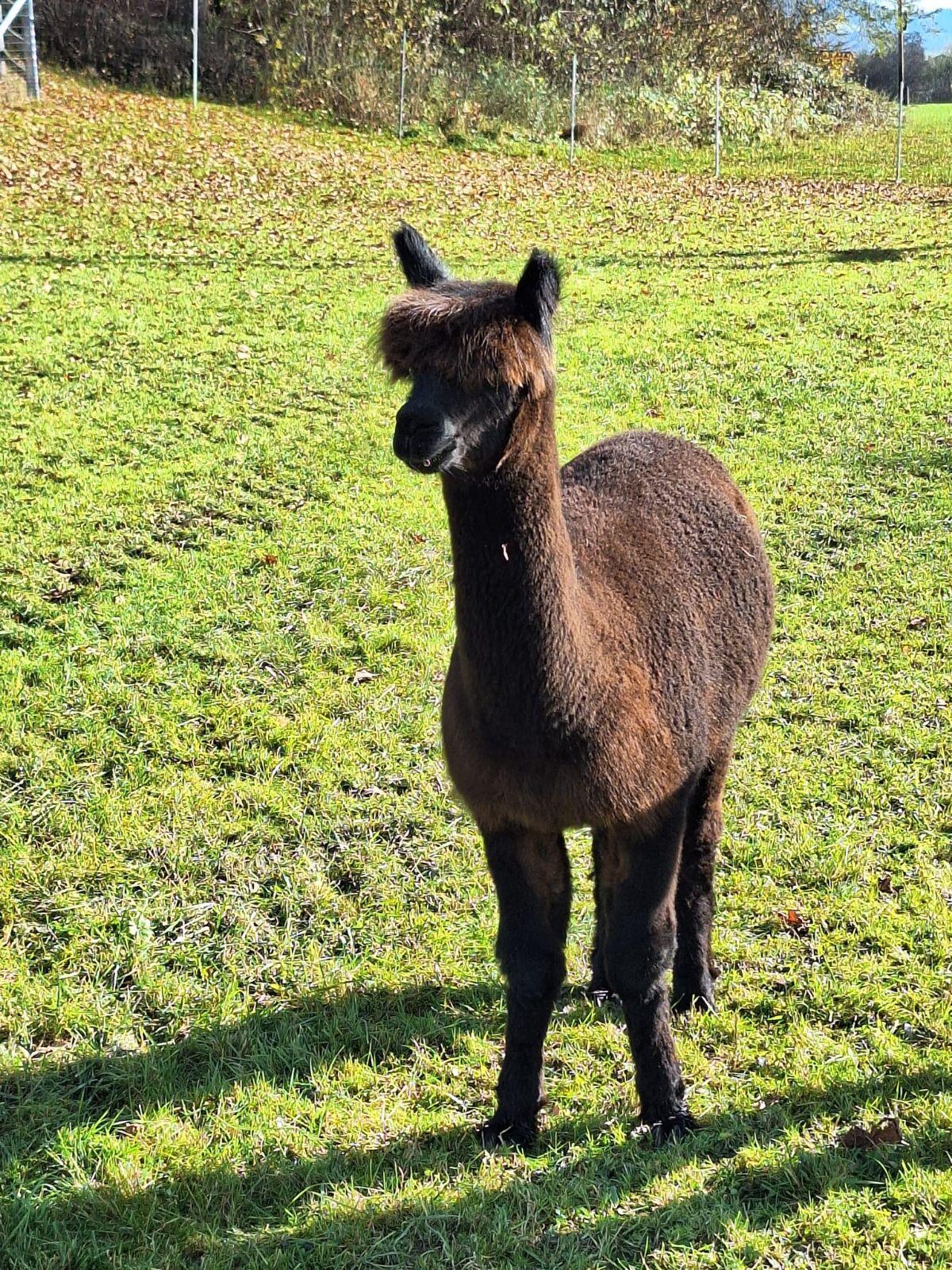 Alpaka Stute 3