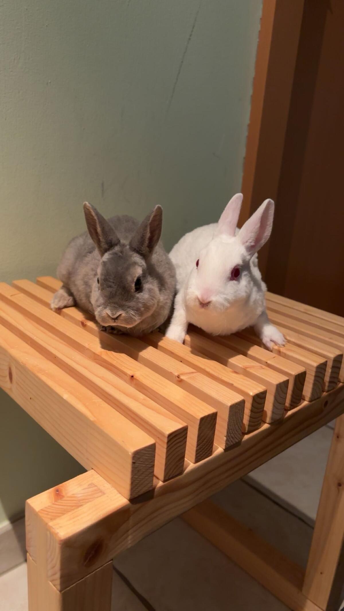 Klein-Rex Kaninchen 2