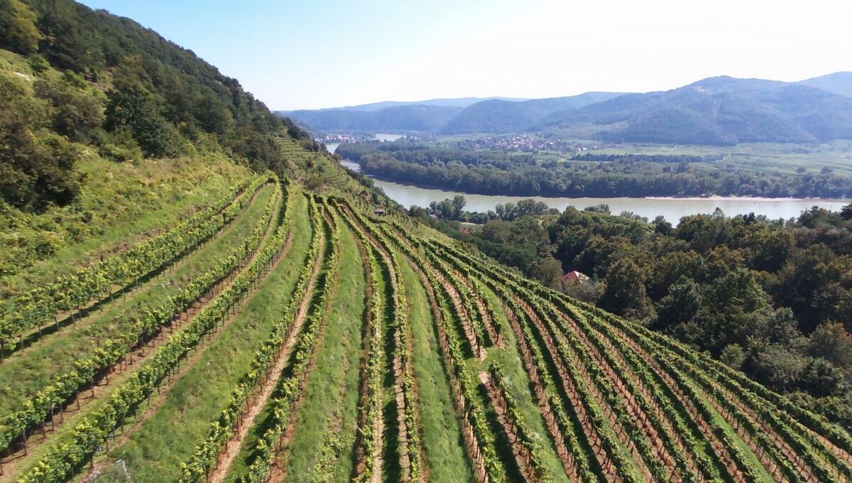 Wachauer Weingarten in Top-Lage zu verpachten, Dürnstein 2