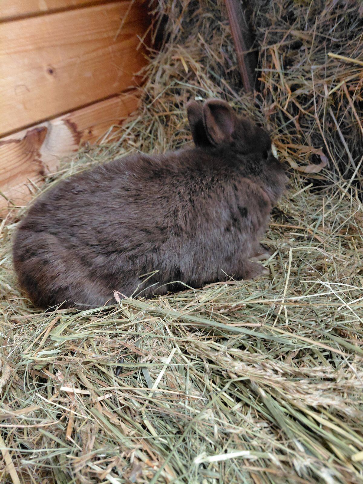 Farbenzwerg Havanna, Zwergkaninchen, Kaninchen 1
