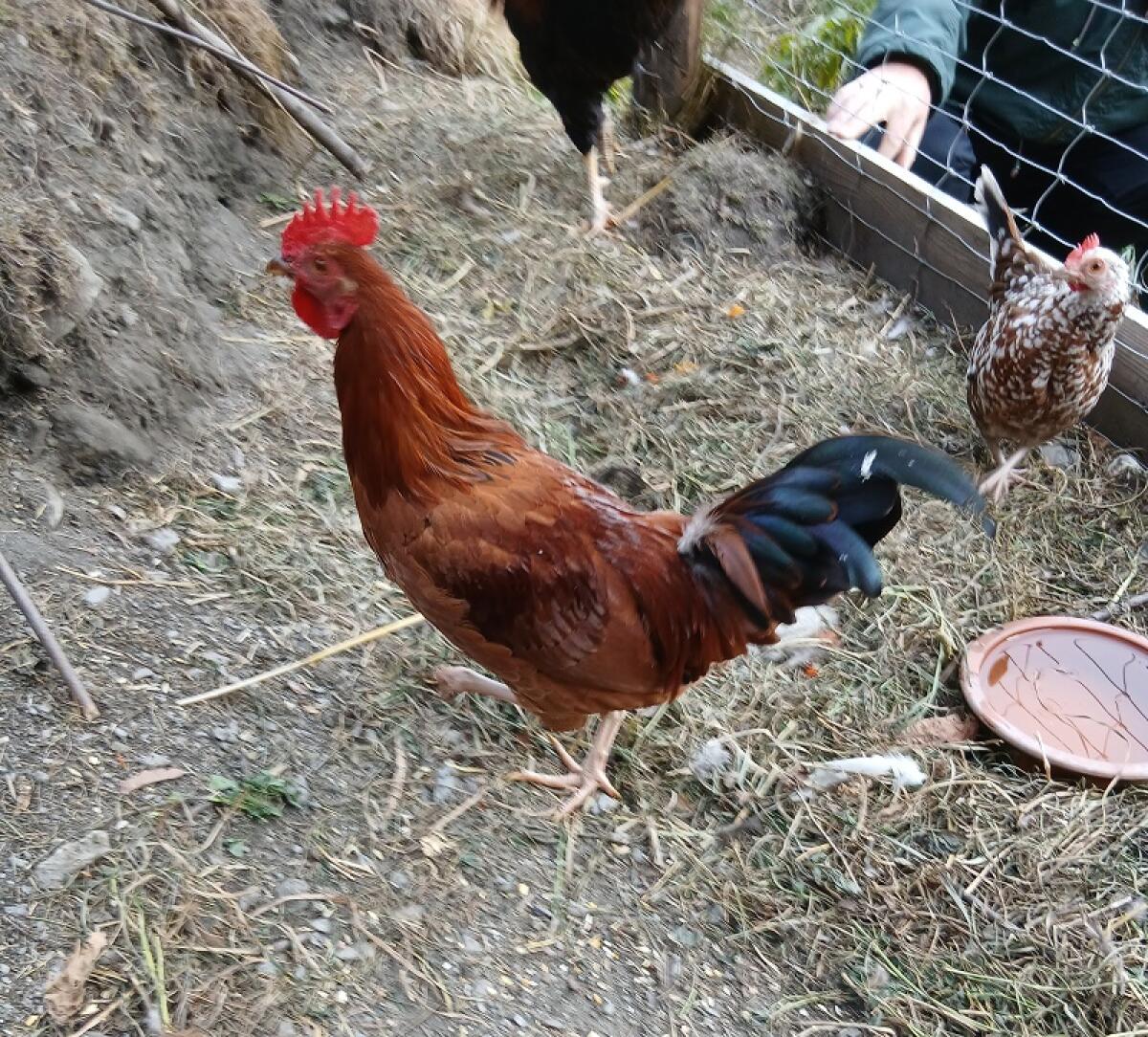 Sehr zutraulicher Zwerg Welsumer Hahn 2