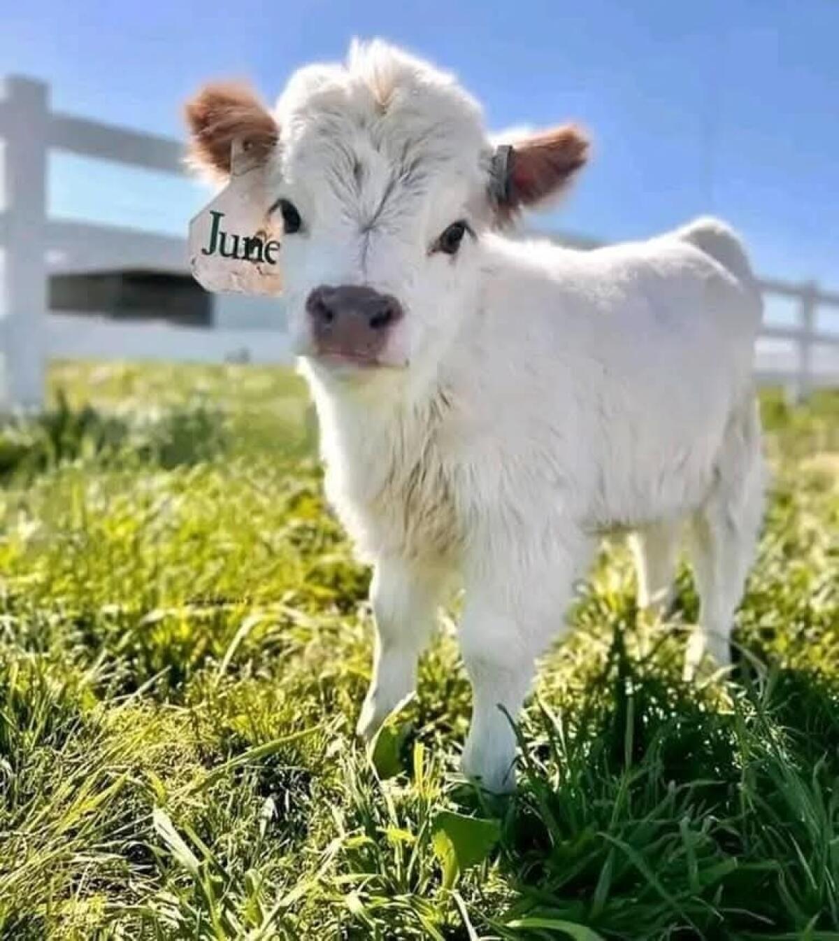 Mini-Highland-Kalb sucht ein liebevolles Zuhause 2