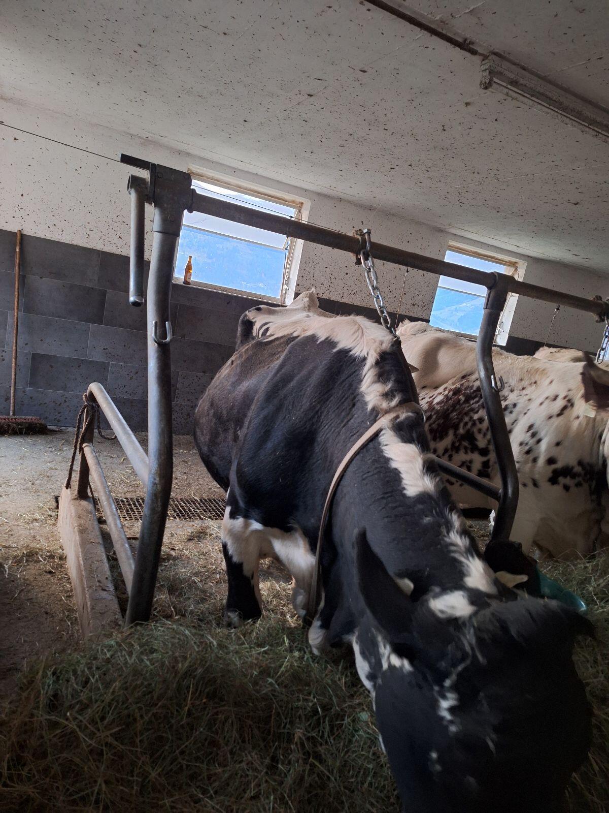 Pustertaler Sprinzen Kuh 2