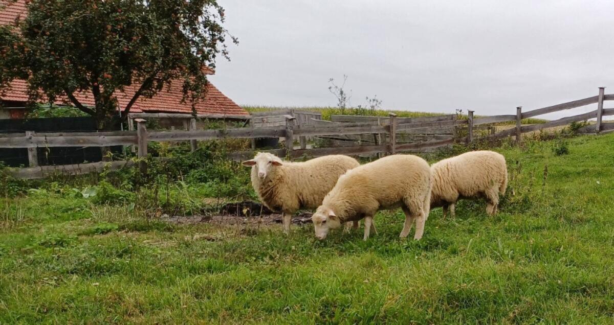 Waldschafe m/w abzugeben 3