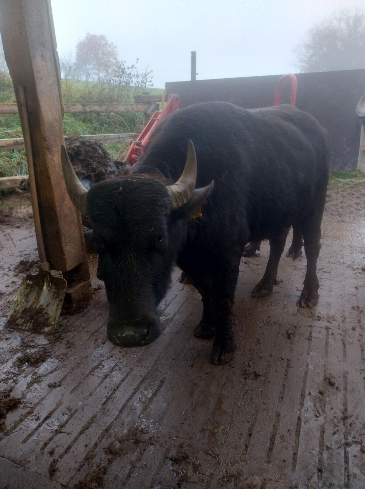 Wasserbüffelherde, Kühe, Stier 3