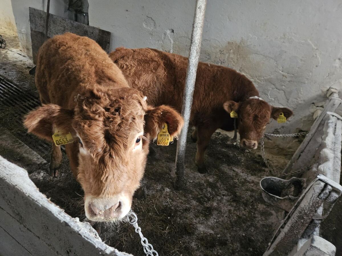 Limousin reinrassig 2