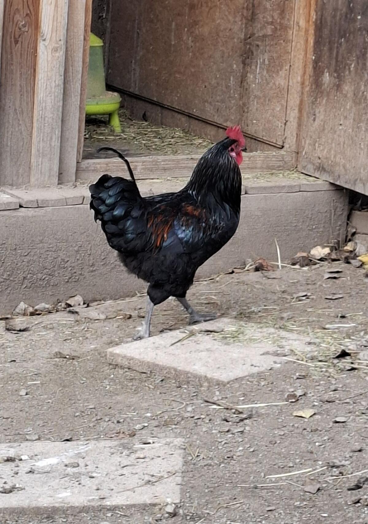 2 Junghähne abzugeben 2