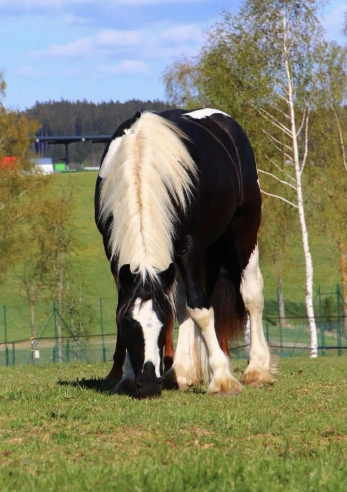 Verkaufe Tinker-Pferde 2