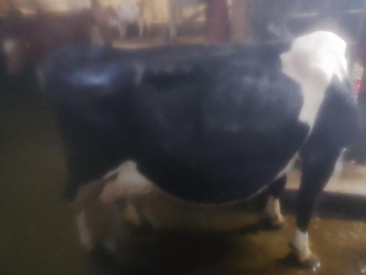 Kreuzungskuh HF x FV 1