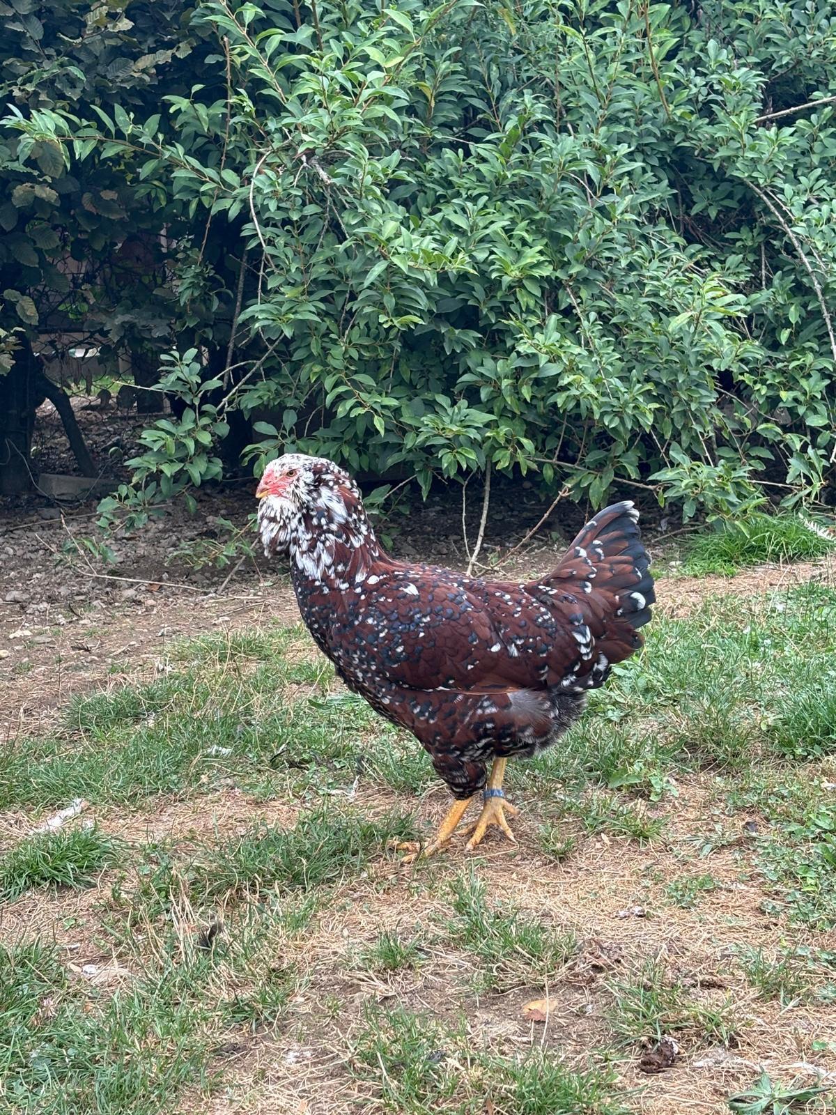 Orloff & Indische Kämpfer 2