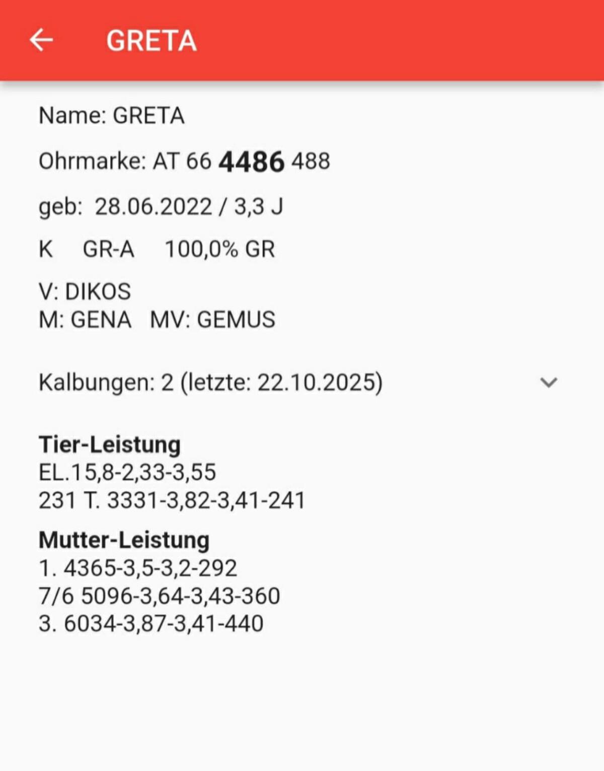 Tiroler Grauviehkuh 3