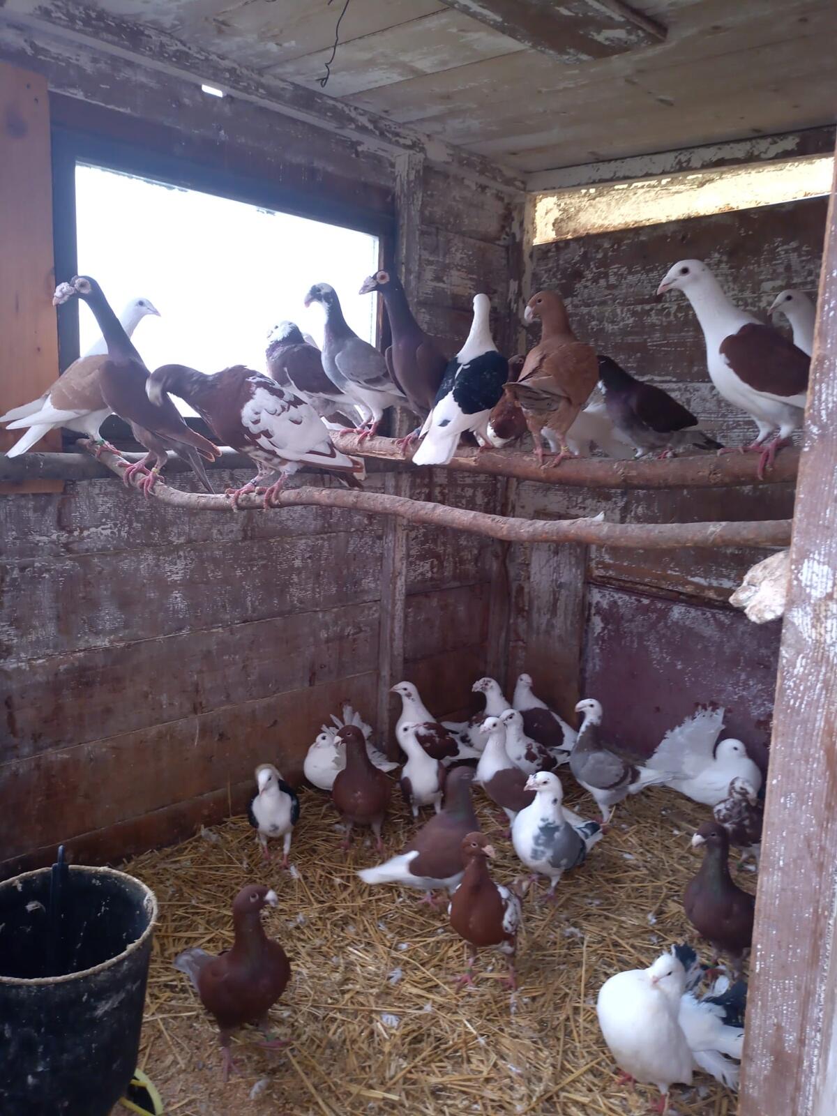 Tauben, altpolnische und deutsche Schautauben 3