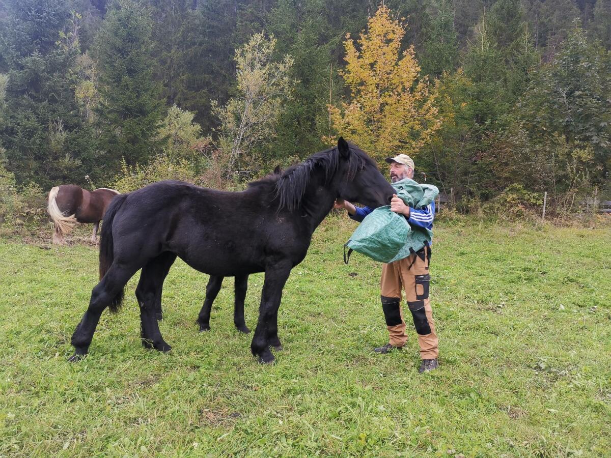 Noriker Rappstute Jährling 2