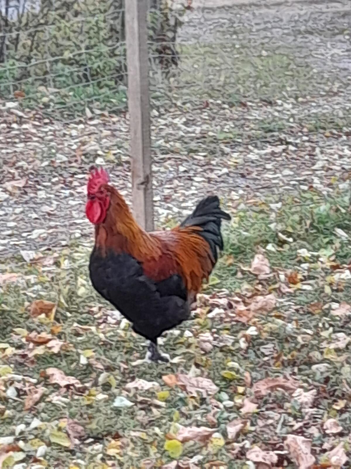 Schöne Hähne zu vergeben (Marans, Brabanter, Mischlinge) 2