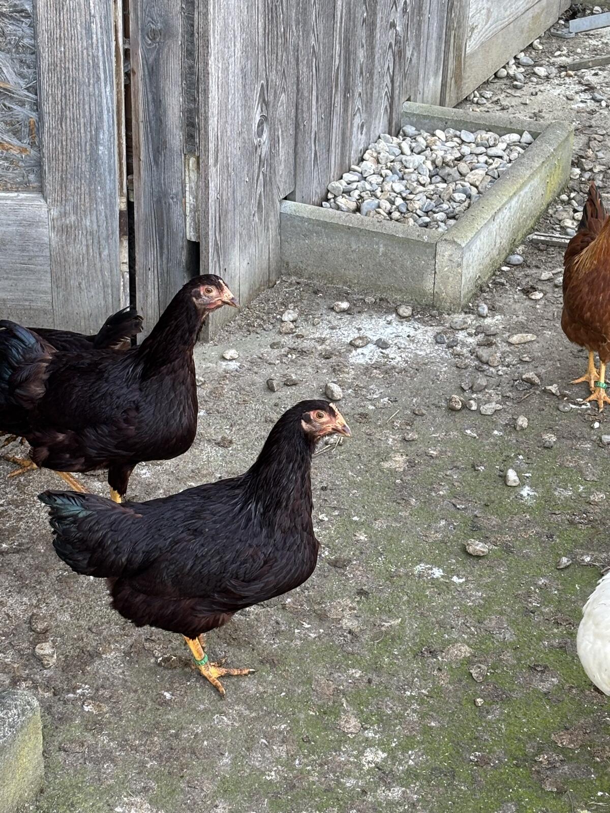 Rasse Zwerghühner 3