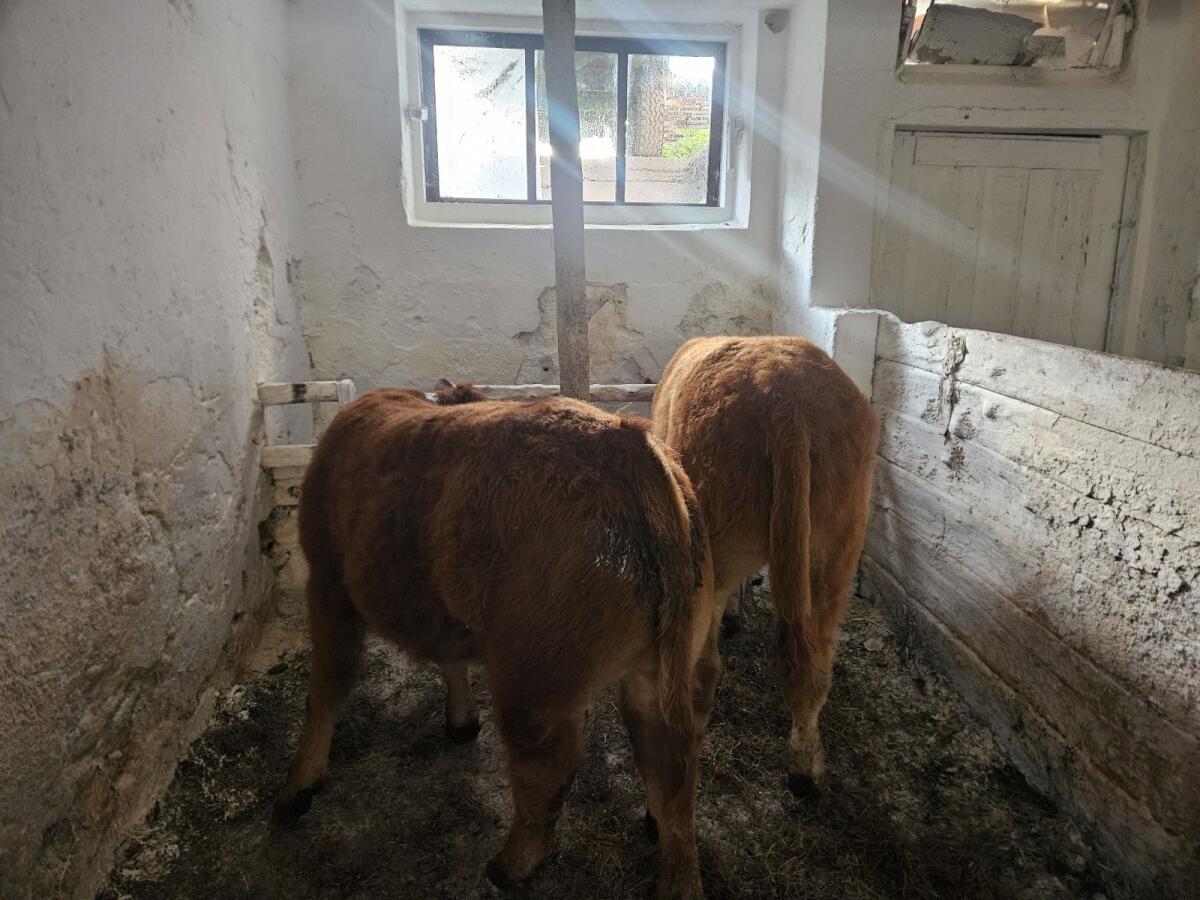 Limousin reinrassig 3