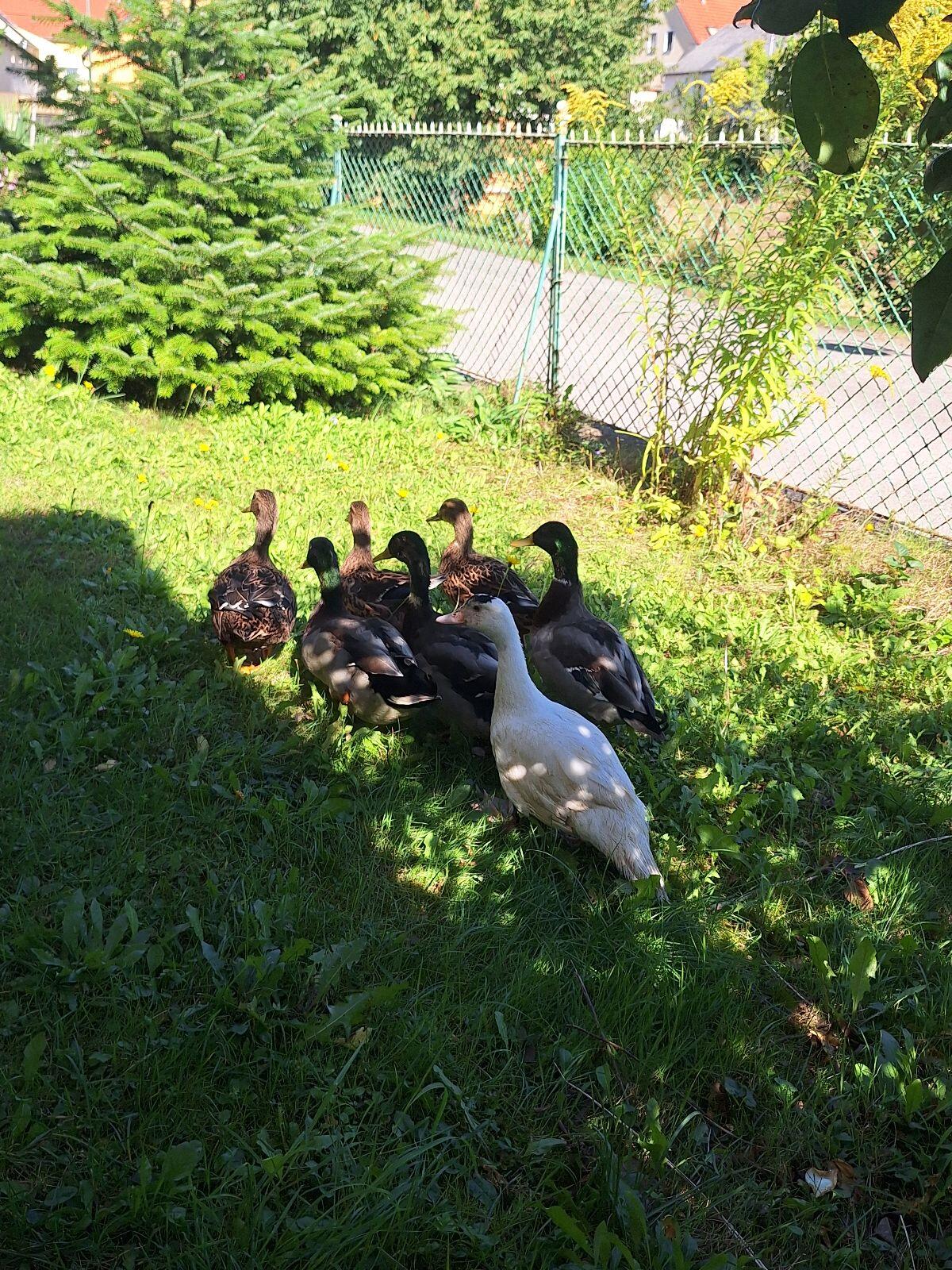 Wildenten/Stockenten 1