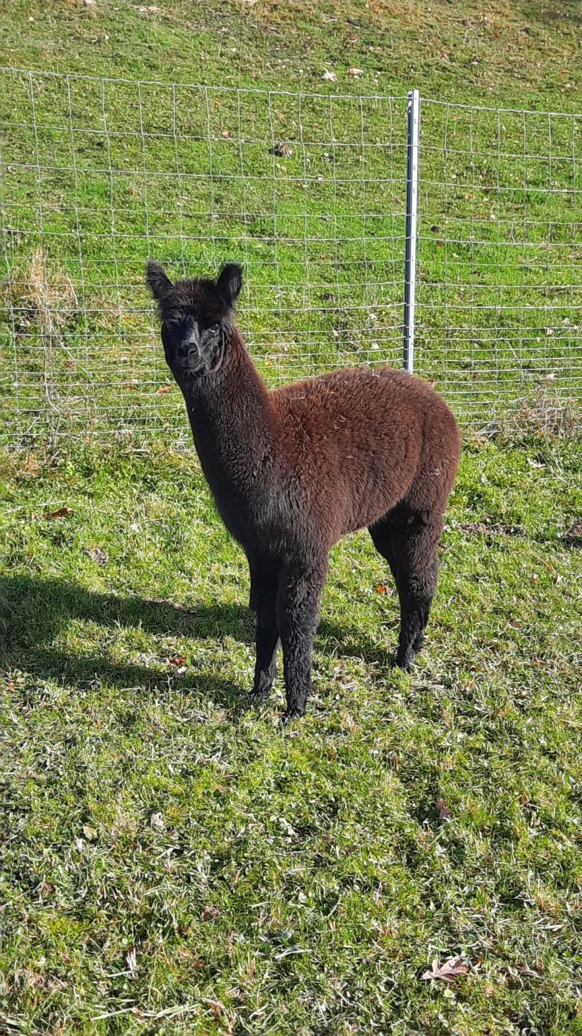 Alpaka-Junghengste 2