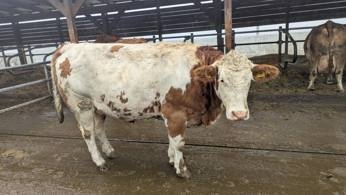 Fleckvieh Kalbinnen 1