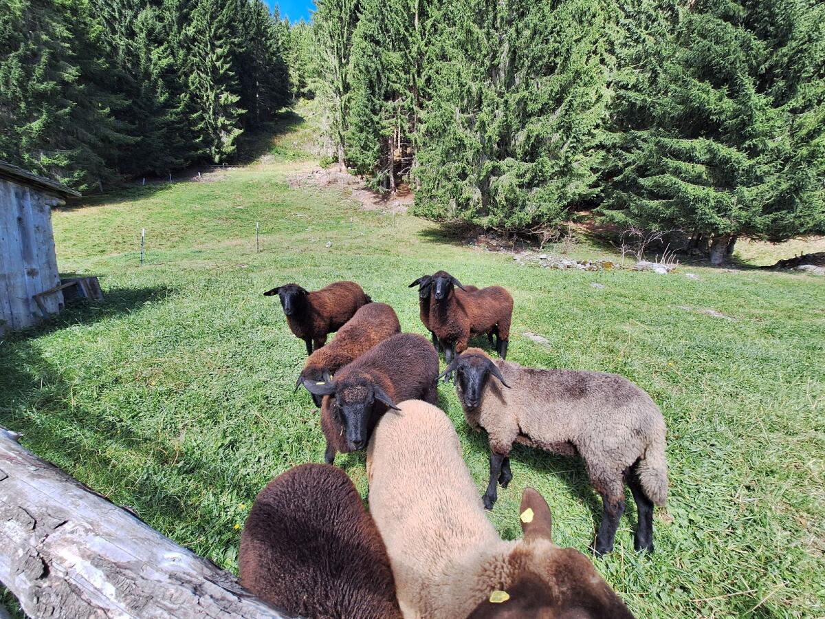 Trächtige Jura-Schafe 1