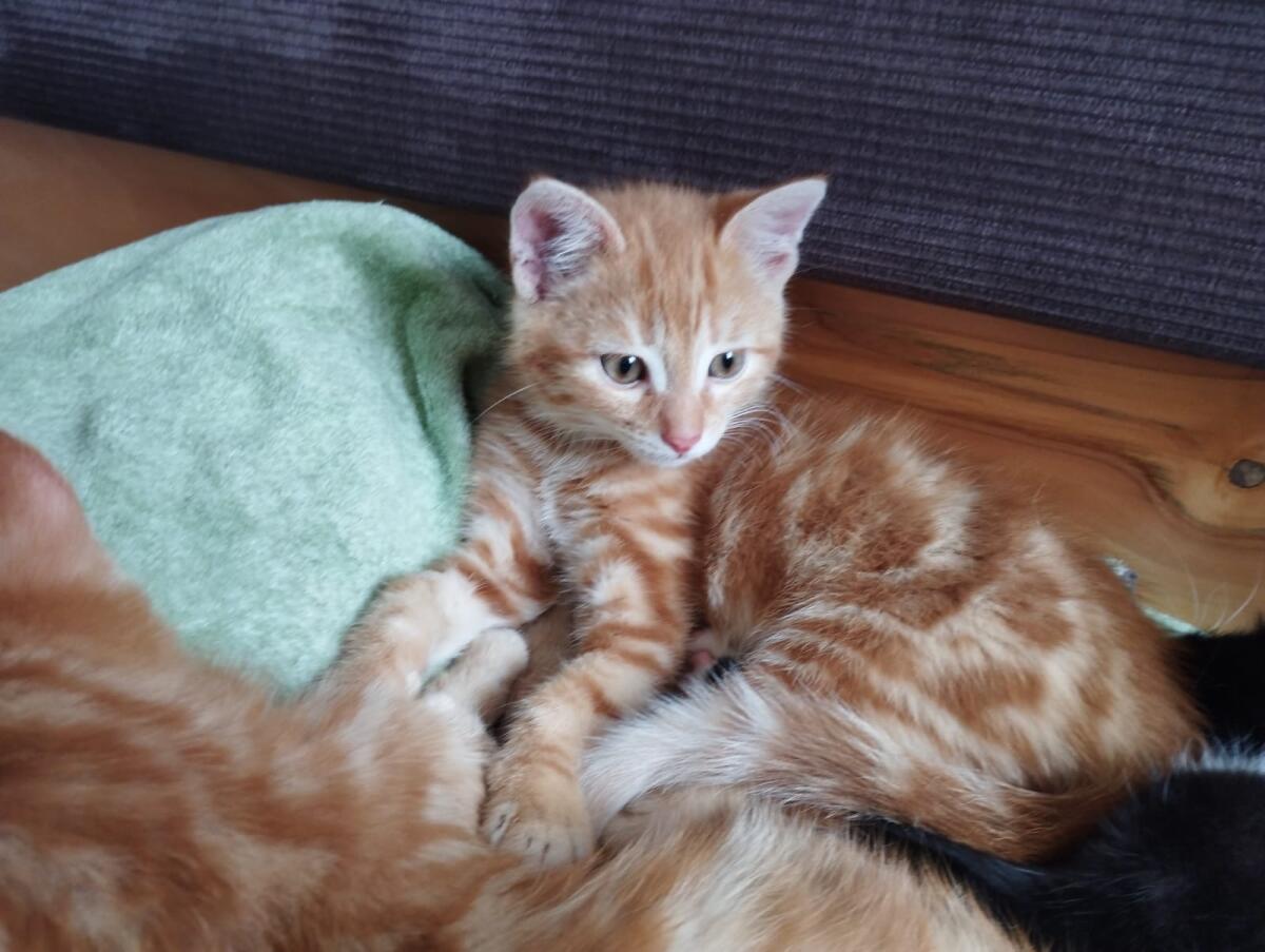 Babykatze, Bauernhofkatze 2