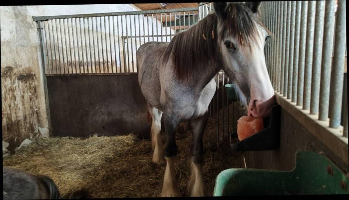 Suche Einstellplätze, Stalltrakt oder Offenstall 2