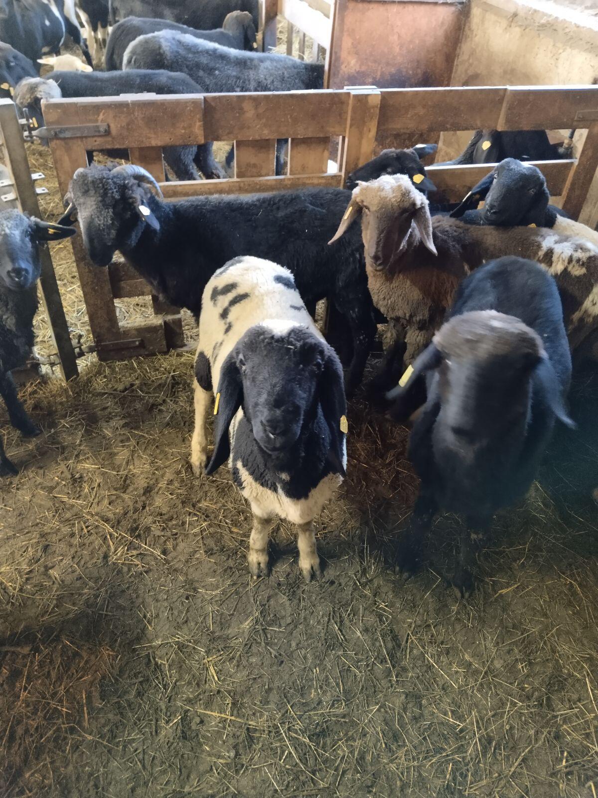 Scheckenjungwidder 6 Monate 3