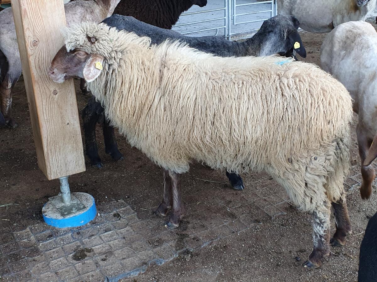 Weibliche Lämmer Alpines Steinschaf und Zuchtwidder gekört 3