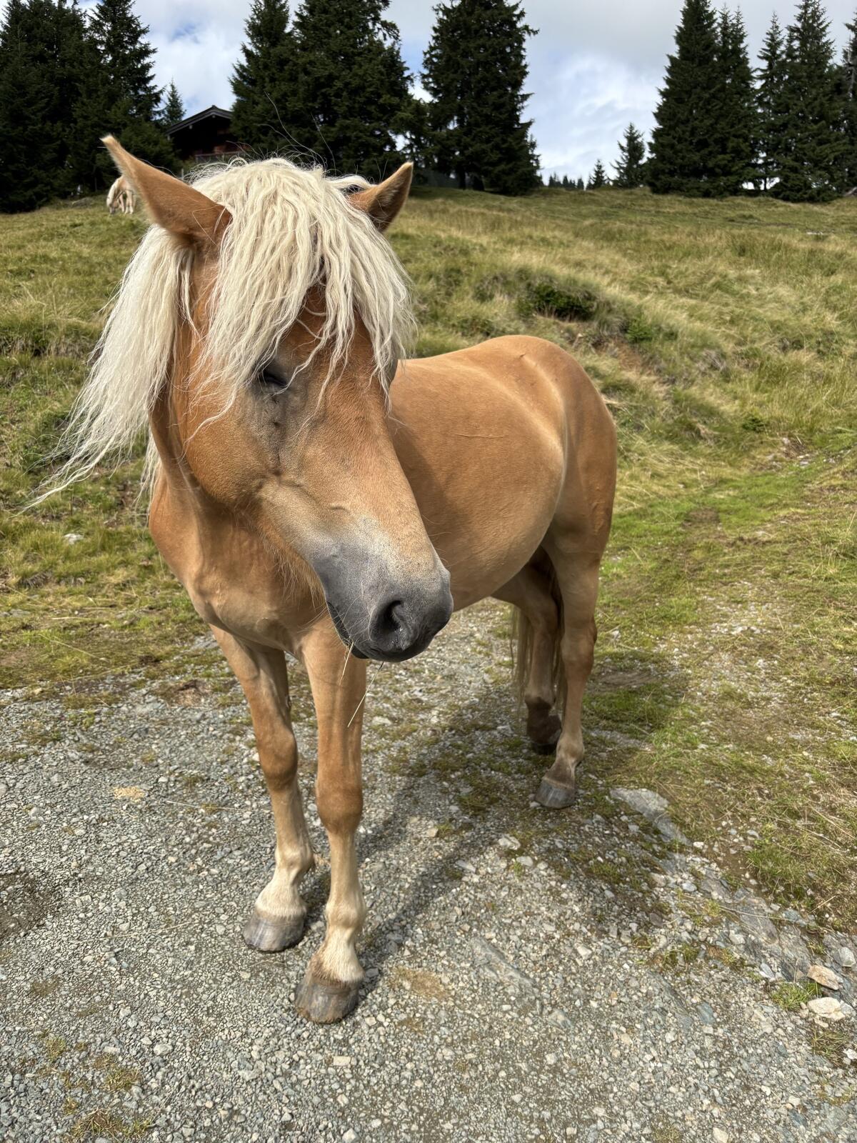Verkaufe sehr brave Haflingerstute 2