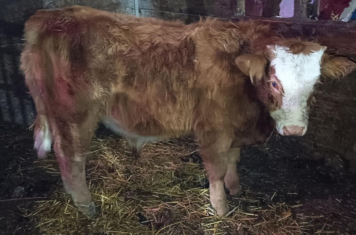 Charolais-Kreuzung 2