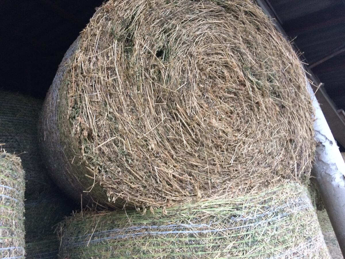 Verkaufe Bio-Wiesen-Heu 3