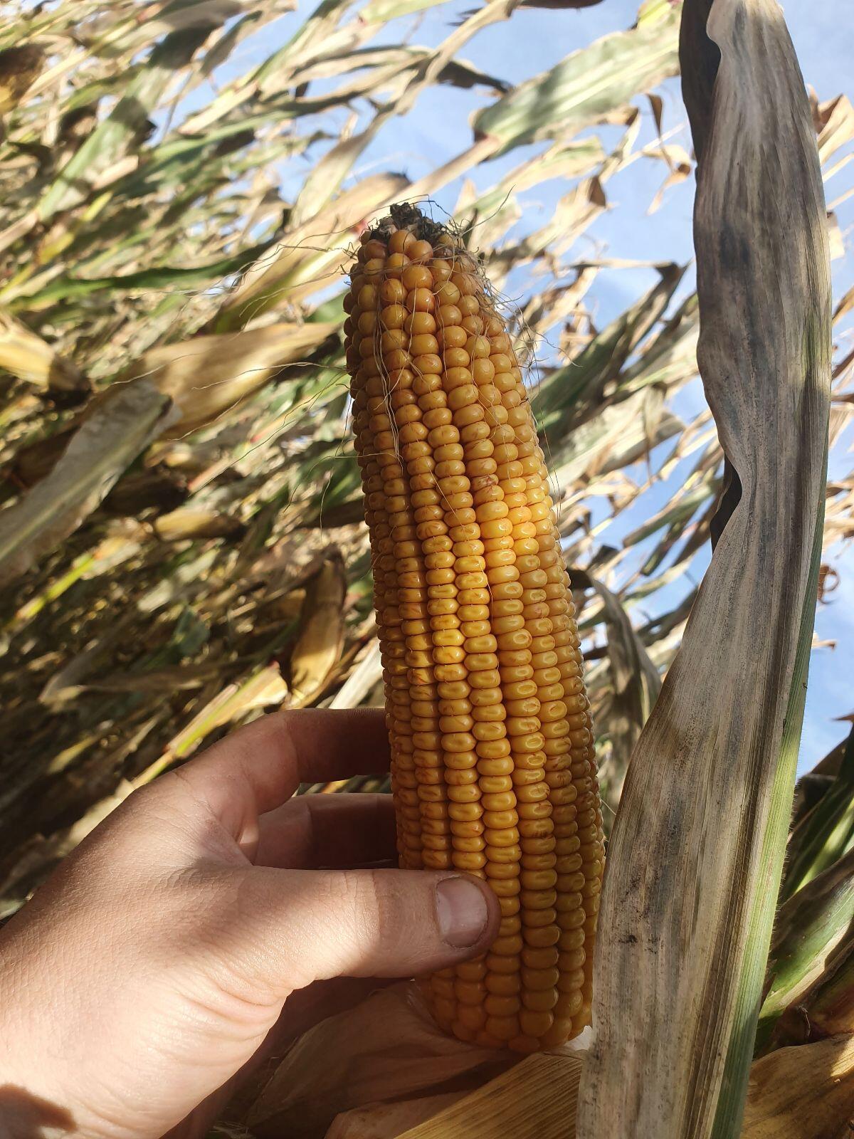 Silomaisballen körnerreich 2