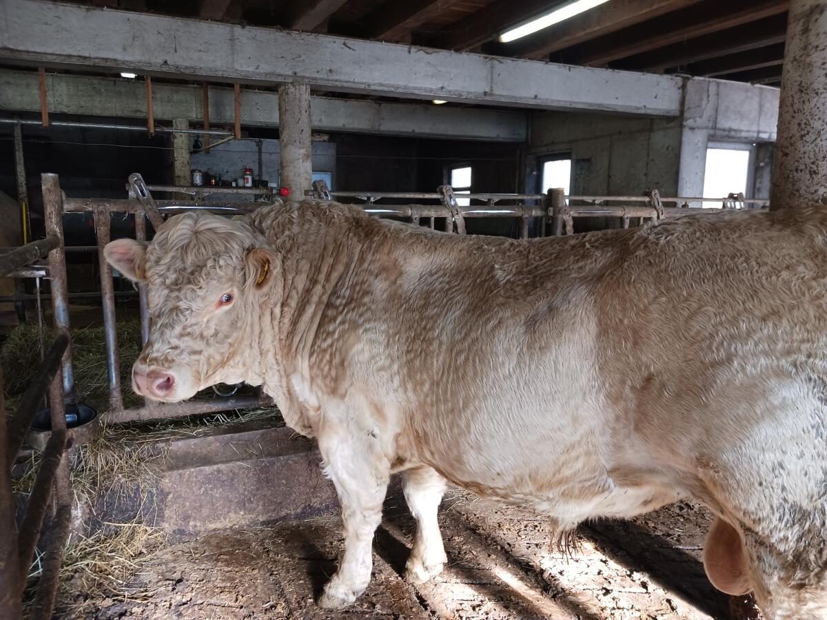 Verkaufe Charolaisstier 1