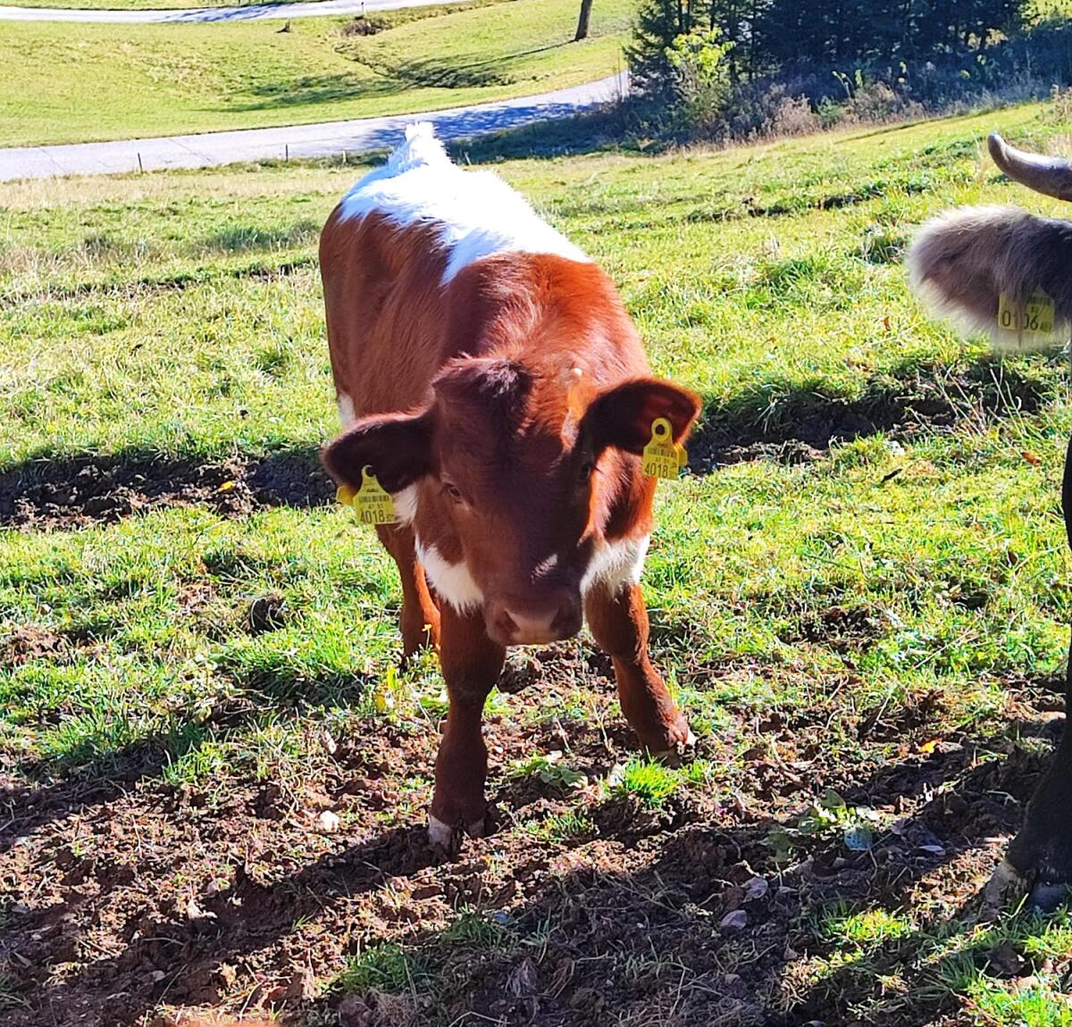 Pinzgauer Stierkalb ab Januar abzugeben, Unterkärnten 2