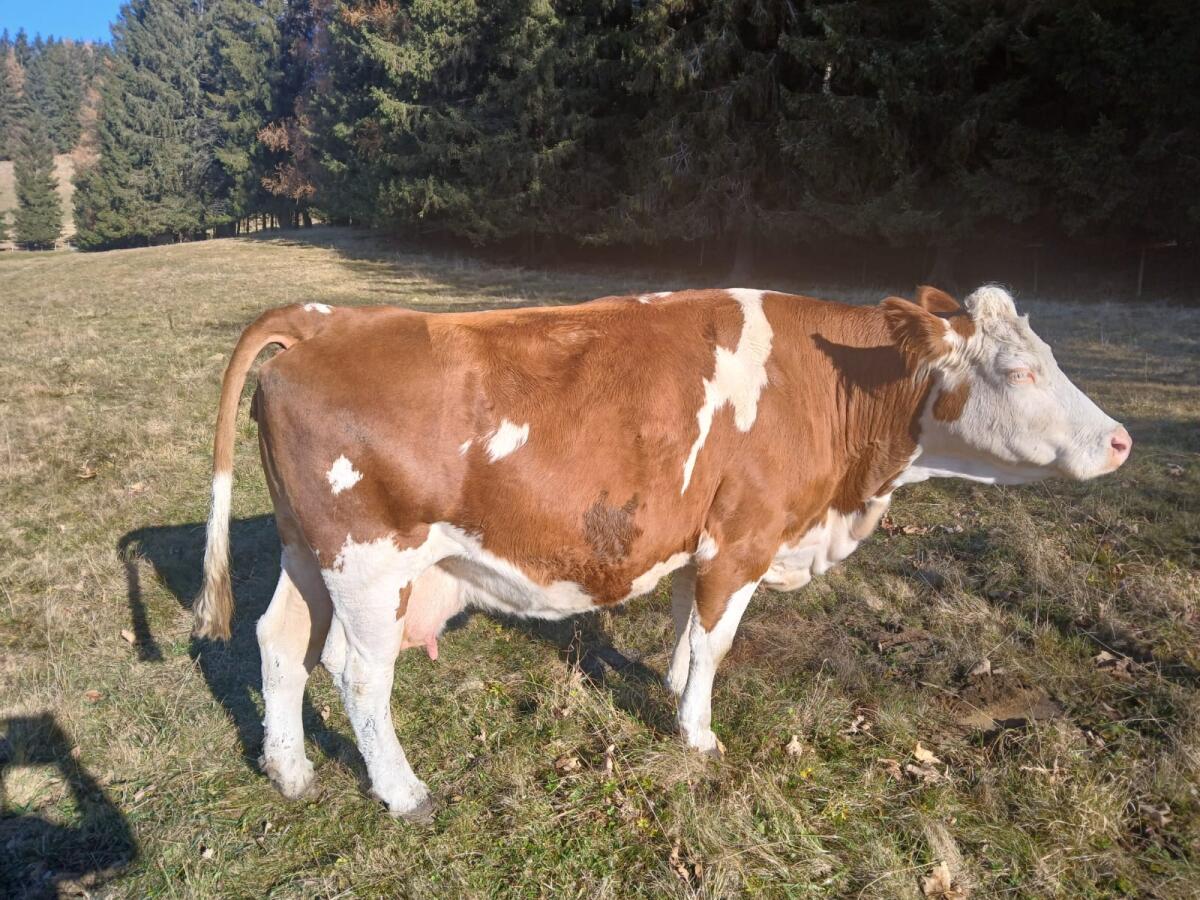 Verkaufe trächtige Mutterkuh 2